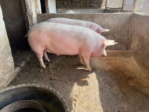 porci de carne 180kg - imagine 2