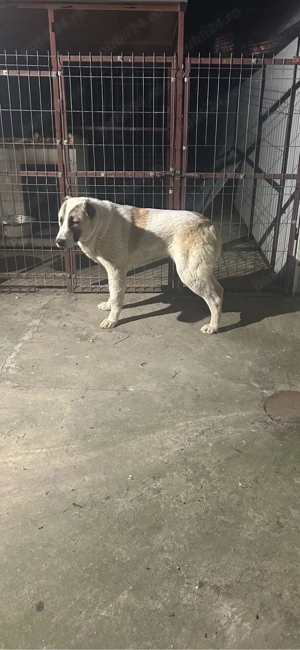 Vând asia centrala sau schimb cu rottweiler - imagine 2