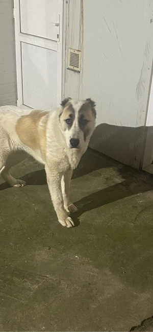 Vând asia centrala sau schimb cu rottweiler