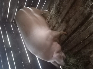 Vand porc 300 kg - imagine 2