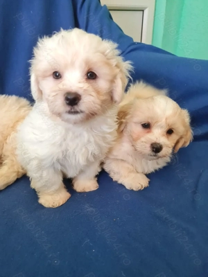 Bichon maltez  masculi,puiuti carnet de sanatate la zi. - imagine 2