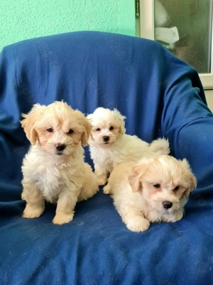 Bichon maltez  masculi,puiuti carnet de sanatate la zi. - imagine 3