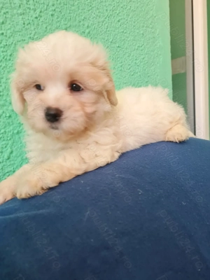 Bichon maltez  masculi,puiuti carnet de sanatate la zi. - imagine 5