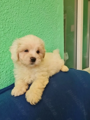 Bichon maltez  masculi,puiuti carnet de sanatate la zi. - imagine 4