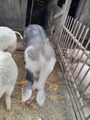 vand porc gras - imagine 2