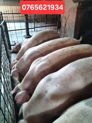 Porci de carne 35-50KG si 120-160KG!