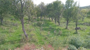 Teren extravilan 10.000 mp – Livadă de pruni, Dorolea (15 km de Bistrița) - imagine 4