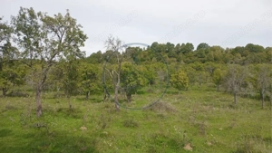 Teren extravilan 10.000 mp – Livadă de pruni, Dorolea (15 km de Bistrița) - imagine 2