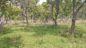 Teren extravilan 10.000 mp – Livadă de pruni, Dorolea (15 km de Bistrița)