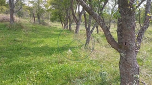 Teren extravilan 10.000 mp – Livadă de pruni, Dorolea (15 km de Bistrița) - imagine 3