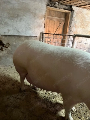 Vând scroafă gestantă - imagine 5