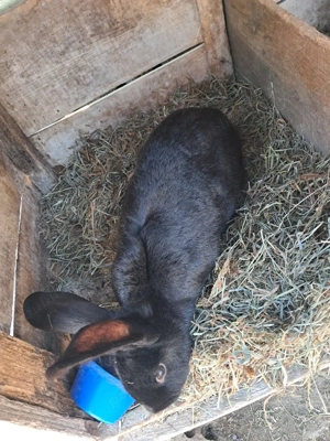 se schimbă cu femela - imagine 3