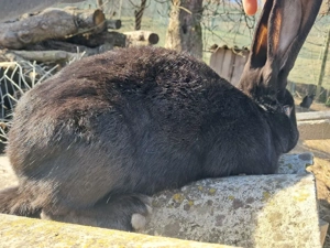 se schimbă cu femela - imagine 2