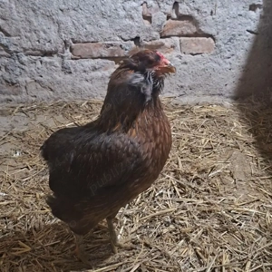 Araucana familie - imagine 2