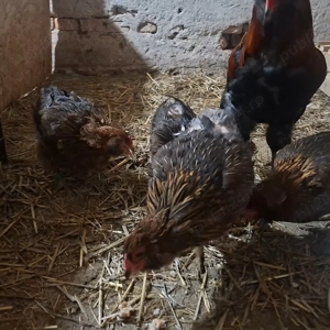 Araucana familie - imagine 3