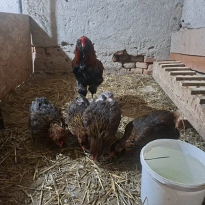 Araucana familie - imagine 4