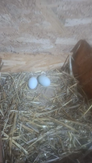 Araucana familie - imagine 5