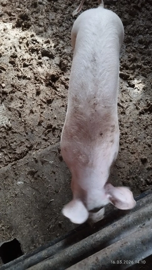 Carcasă pentru Paște  - imagine 4