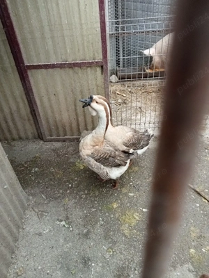 Gâscani leșești  - imagine 2