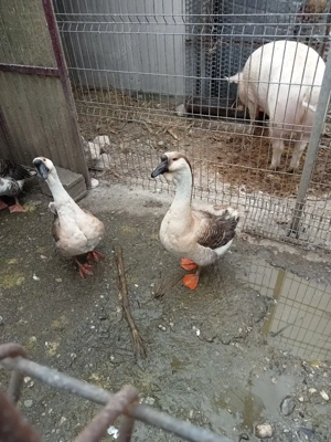 Gâscani leșești  - imagine 3