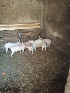 purcei de vanzare - imagine 2