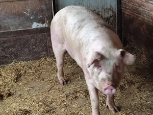 Carcasă pentru Paște  - imagine 5