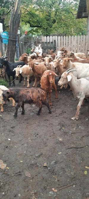 Capre și iede - imagine 2