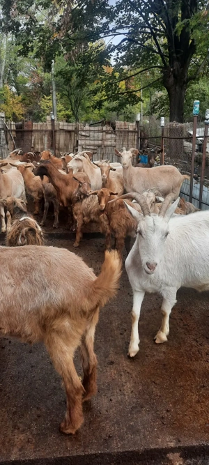 Capre și iede - imagine 3