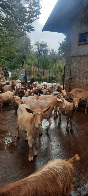 Capre și iede - imagine 5