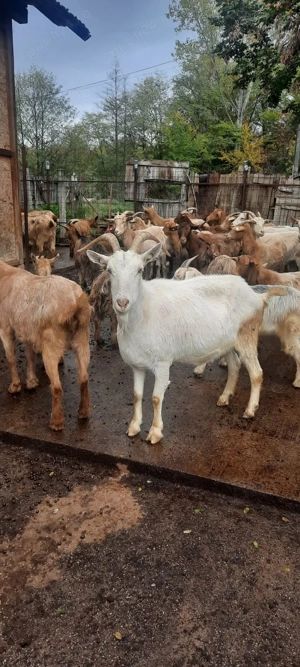 Capre și iede - imagine 4