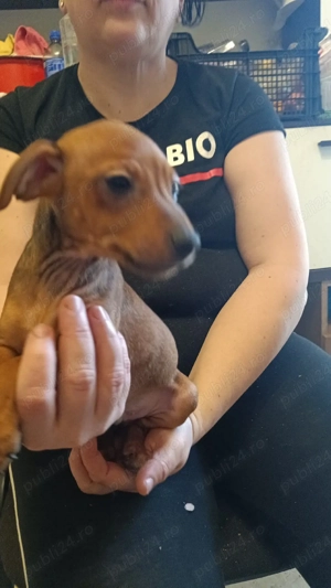 Pinscher Pitic fete si baieti - imagine 5