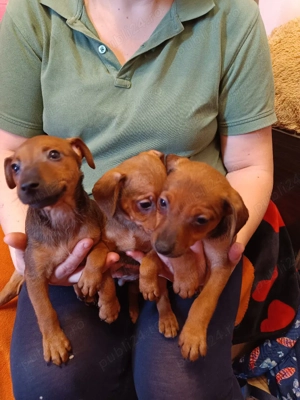 Pinscher Pitic fete si baieti