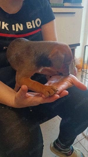Pinscher Pitic fete si baieti - imagine 3