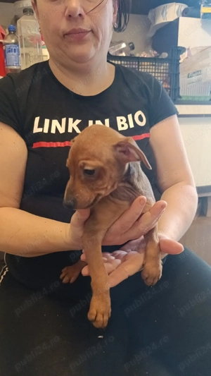 Pinscher Pitic fete si baieti - imagine 4