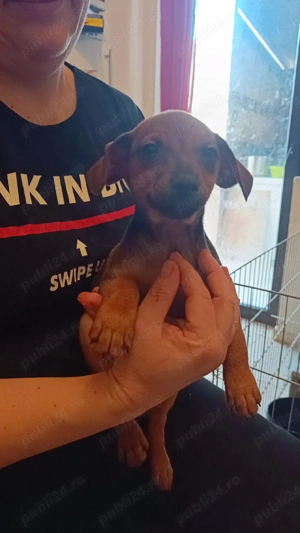 Pinscher Pitic fete si baieti - imagine 2