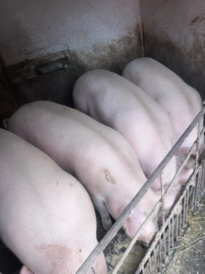 Porci de carne,rasa pic. - imagine 2