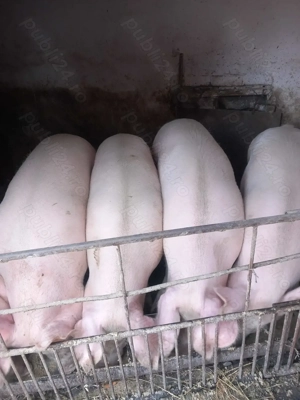 Porci de carne,rasa pic. - imagine 3