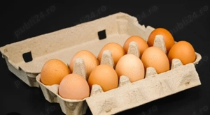 Vand oua de casa BIO