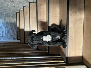 Cane Corso 10 saptamani  - imagine 2