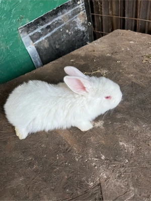 vand iepurași  - imagine 4