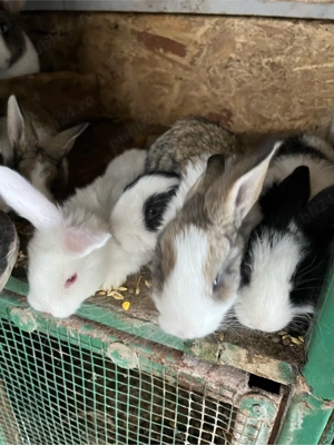 vand iepurași  - imagine 2