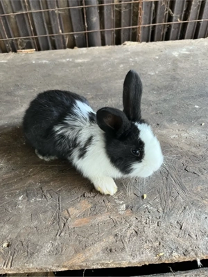 vand iepurași  - imagine 3