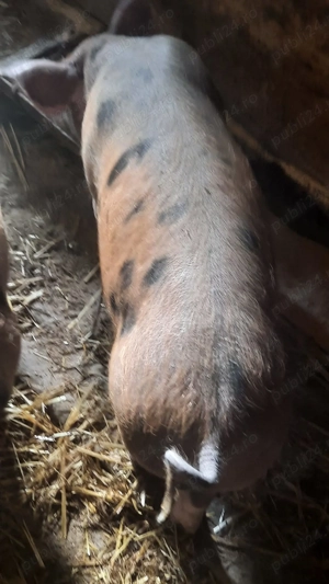 Vand purcei de 11 săptămâni 