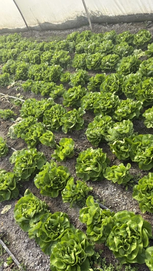 Vand salata verde cu 1 leu buc