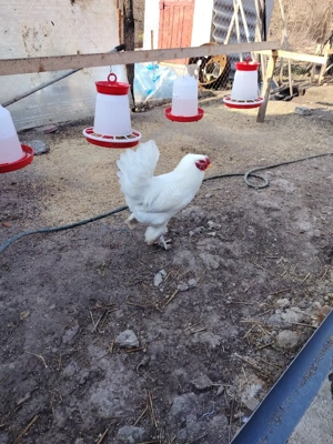 vând cocoș  - imagine 2