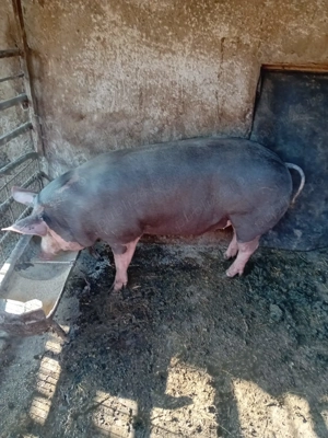 Porci Petrain de vanzare