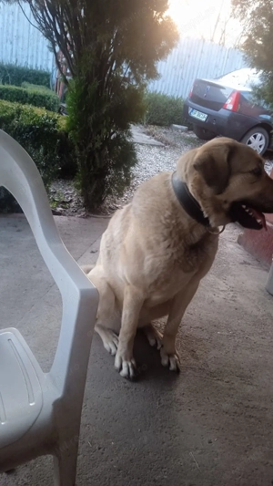 Fetița rasa Kangal  - imagine 3