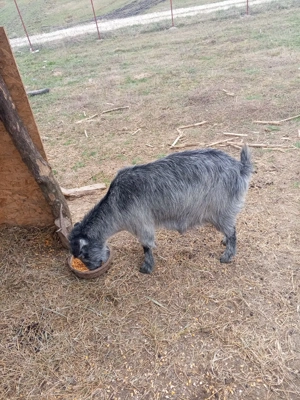 Vand trei capre si doi iezi - imagine 5