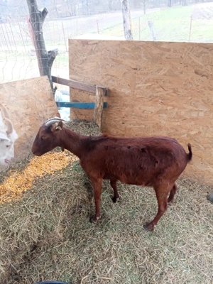 Vand trei capre si doi iezi - imagine 3