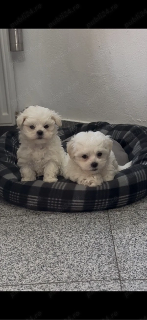 vand pui Bichoni  Maltezi